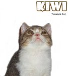 Kiwi - British Shorthair + Exotic Shorthair Cat