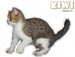 Kiwi - British Shorthair + Exotic Shorthair Cat