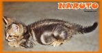 Naruto (Golden Brown Marbled) - Bengal Cat