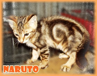 Naruto (Golden Brown Marbled) - Bengal Cat