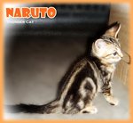 Naruto (Golden Brown Marbled) - Bengal Cat