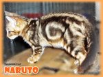 Naruto (Golden Brown Marbled) - Bengal Cat