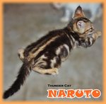 Naruto (Golden Brown Marbled) - Bengal Cat