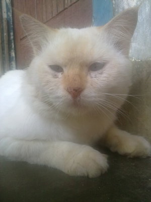 Putih - Domestic Long Hair Cat