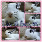 Bibi ♥  - Bunny Rabbit Rabbit