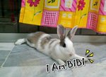 Bibi ♥  - Bunny Rabbit Rabbit