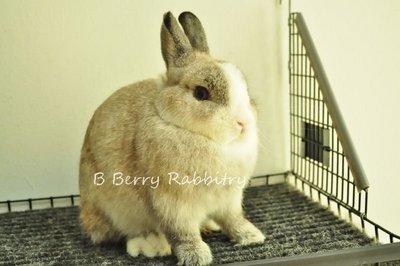 Netherland Dwarf - Chincilla Vm 13 - Netherland Dwarf Rabbit