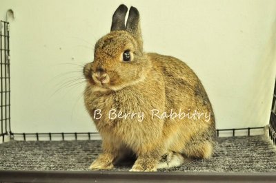 Netherland Dwarf - Chestnut 134 - Netherland Dwarf Rabbit