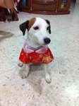 Meeto - Jack Russell Terrier Dog