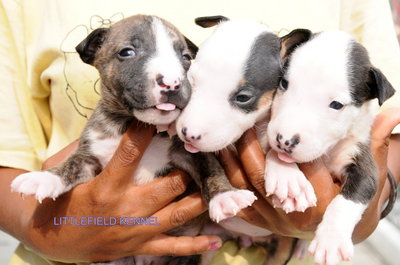 Miniature Bull Terrier - Bull Terrier Dog