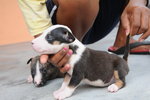 Miniature Bull Terrier - Bull Terrier Dog