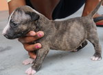 Miniature Bull Terrier - Bull Terrier Dog