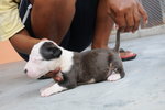 Miniature Bull Terrier - Bull Terrier Dog