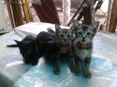 4 Kittens - Domestic Short Hair Cat