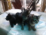 4 Kittens - Domestic Short Hair Cat