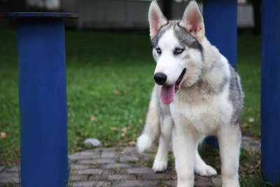 Double Coat Siberian Husky  - Siberian Husky Dog