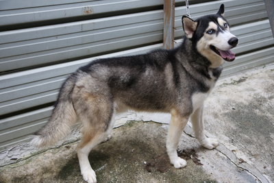 Adult Siberian Husky - Siberian Husky Dog