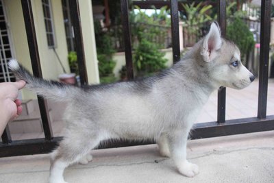 Quality Siberian Husky Puppy - Siberian Husky Dog