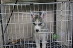 Quality Siberian Husky Puppy - Siberian Husky Dog