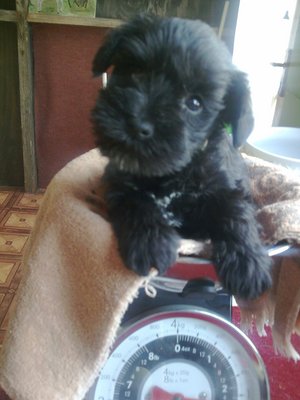 Full Black Mini Schnauzer Puppy - Schnauzer Dog