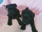 Full Black Mini Schnauzer Puppy - Schnauzer Dog