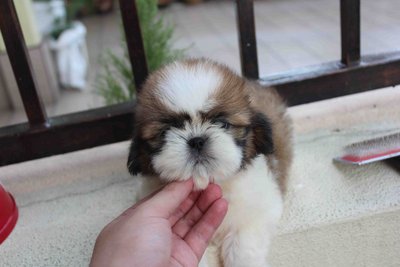 Lovely Tiny Shih Tzu Puppy - Shih Tzu Dog