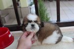 Lovely Tiny Shih Tzu Puppy - Shih Tzu Dog