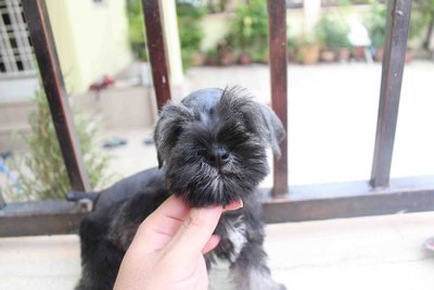 Quality Schnauzer Puppy - Schnauzer Dog