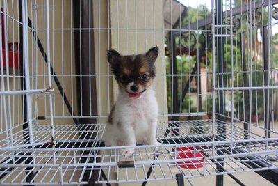 T-cup Chihuahua Puppy (Lc) - Chihuahua Dog