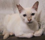 Ric4 Pastel - Domestic Short Hair Cat