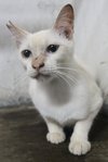 Ric4 Pastel - Domestic Short Hair Cat