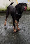 D13(290511) - Mixed Breed Dog