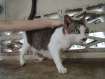 C3 Casper - Domestic Short Hair Cat