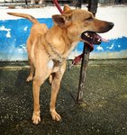 D22(051110) - Mixed Breed Dog