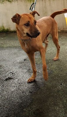 D28(230711)  - Mixed Breed Dog