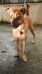 D28(230711)  - Mixed Breed Dog