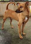 D28(230711)  - Mixed Breed Dog