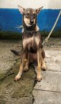 D58(271112)  - Mixed Breed Dog