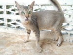 C3 Flo - Domestic Short Hair Cat