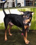 D197 (080311) - Mixed Breed Dog