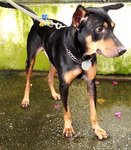 D197 (080311) - Mixed Breed Dog