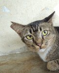 C3 Genie - Domestic Short Hair Cat