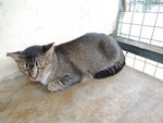 C3 Genie - Domestic Short Hair Cat