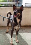 D102(271009) - Mixed Breed Dog