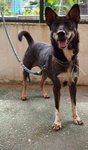 D102(271009) - Mixed Breed Dog