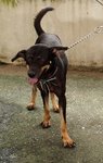 D112(210310)  - Mixed Breed Dog