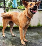 D192 (020413) - Mixed Breed Dog