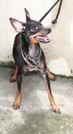 D118(060113)  - Miniature Pinscher Dog