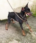 D118(060113)  - Miniature Pinscher Dog