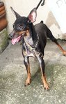 D118(060113)  - Miniature Pinscher Dog